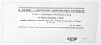 Zignoëlla anonicola image